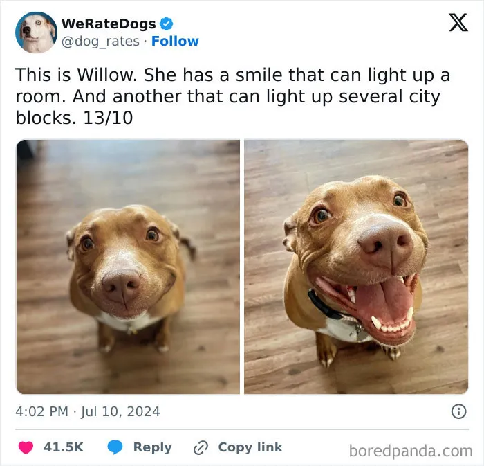 50 “Professional Dog Ratings” That Got The Best Of The Best Puppers Featured On This X Page (New Pics)