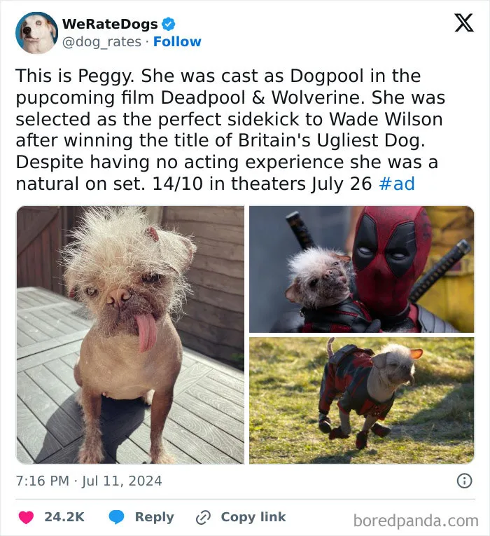 50 “Professional Dog Ratings” That Got The Best Of The Best Puppers Featured On This X Page (New Pics)