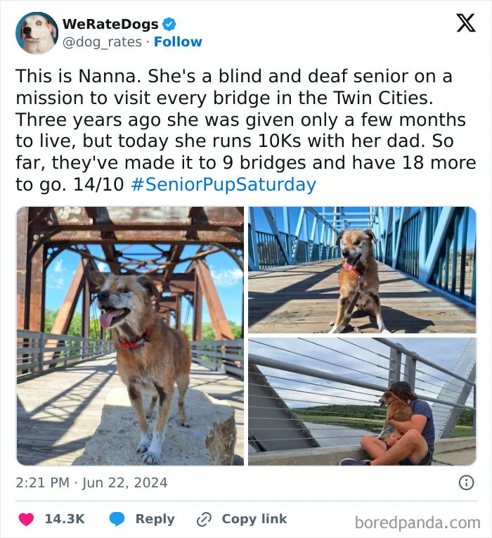 50 “Professional Dog Ratings” That Got The Best Of The Best Puppers Featured On This X Page (New Pics)