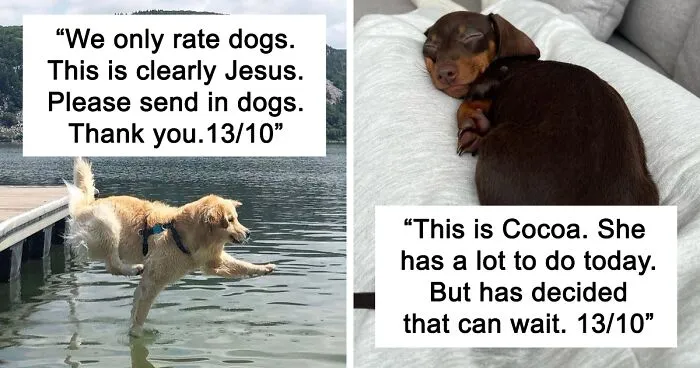 50 “Professional Dog Ratings” That Got The Best Of The Best Puppers Featured On This X Page (New Pics)