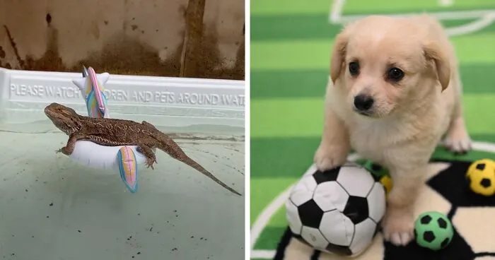 As The 2024 Summer Olympics Kicked Off In Paris, This Shelter Hosts Their Own OlymPETs