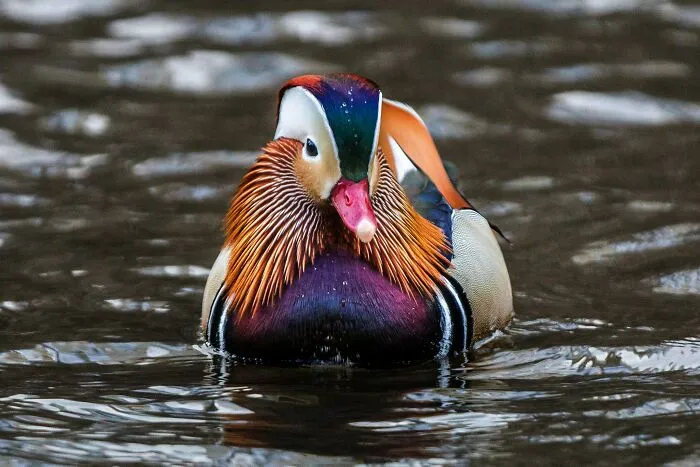 “I Saw A Duck”: 30 Hilariously Trivial Reasons That Made Pregnant Women Bawl