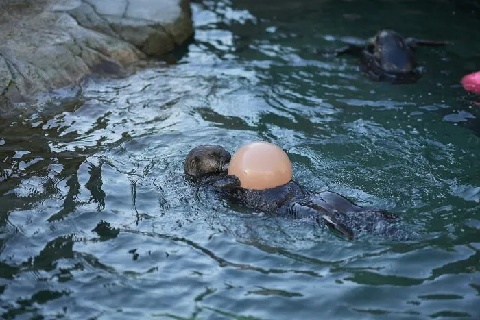 “I Saw A Duck”: 30 Hilariously Trivial Reasons That Made Pregnant Women Bawl