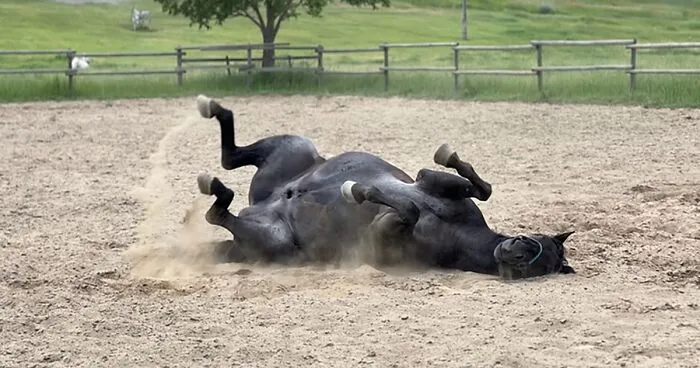 A Special Bond Between A Rescue Horse And His Owner’s Fiancé Is Melting Hearts On The Internet