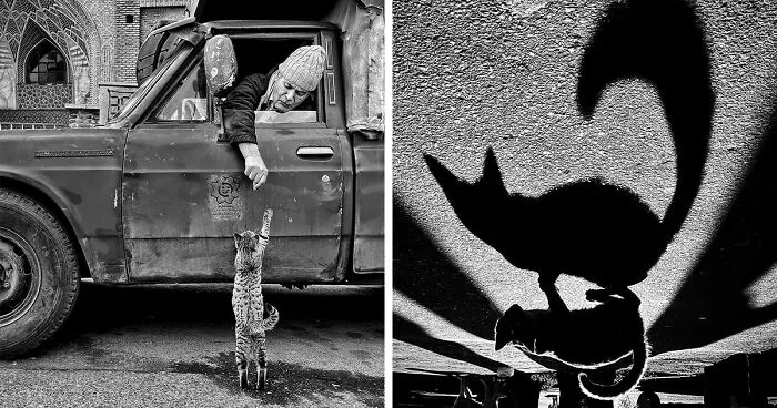 30 Photos Featuring Cat-Tastic Moments Captured By This Photographer