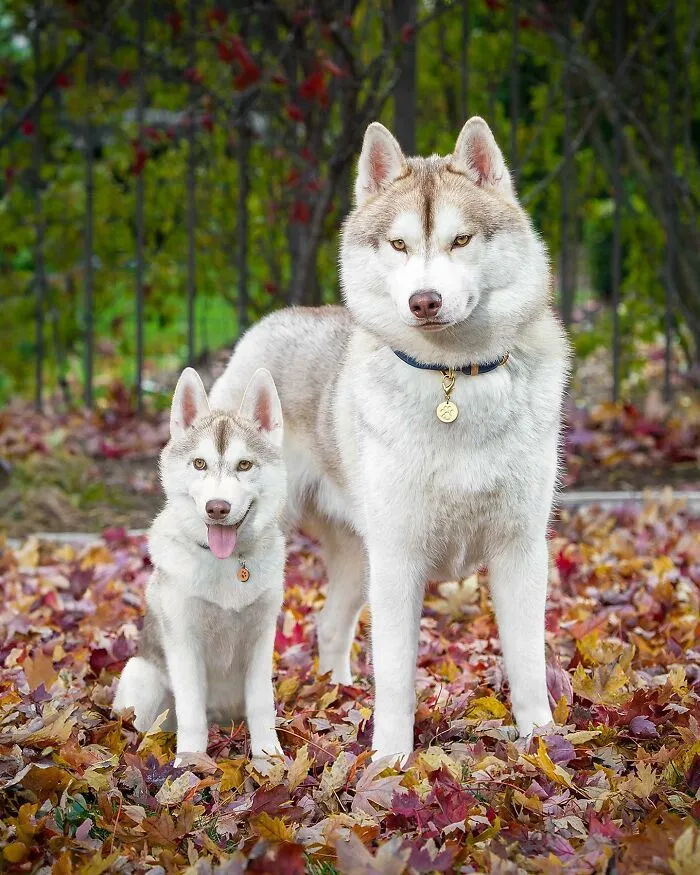 "Seeing Double Edits": 20 Animals Meet Their Puppy Selves In Adorable Photo Edits, By This Artist