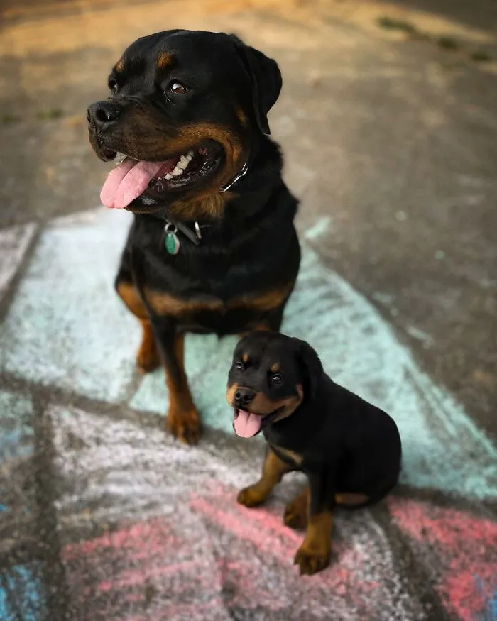 "Seeing Double Edits": 20 Animals Meet Their Puppy Selves In Adorable Photo Edits, By This Artist
