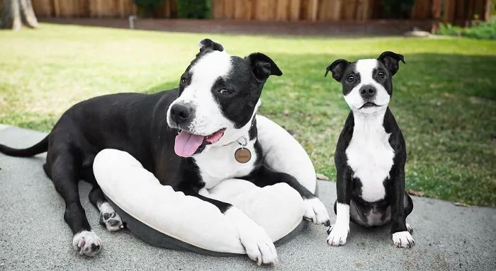 "Seeing Double Edits": 20 Animals Meet Their Puppy Selves In Adorable Photo Edits, By This Artist