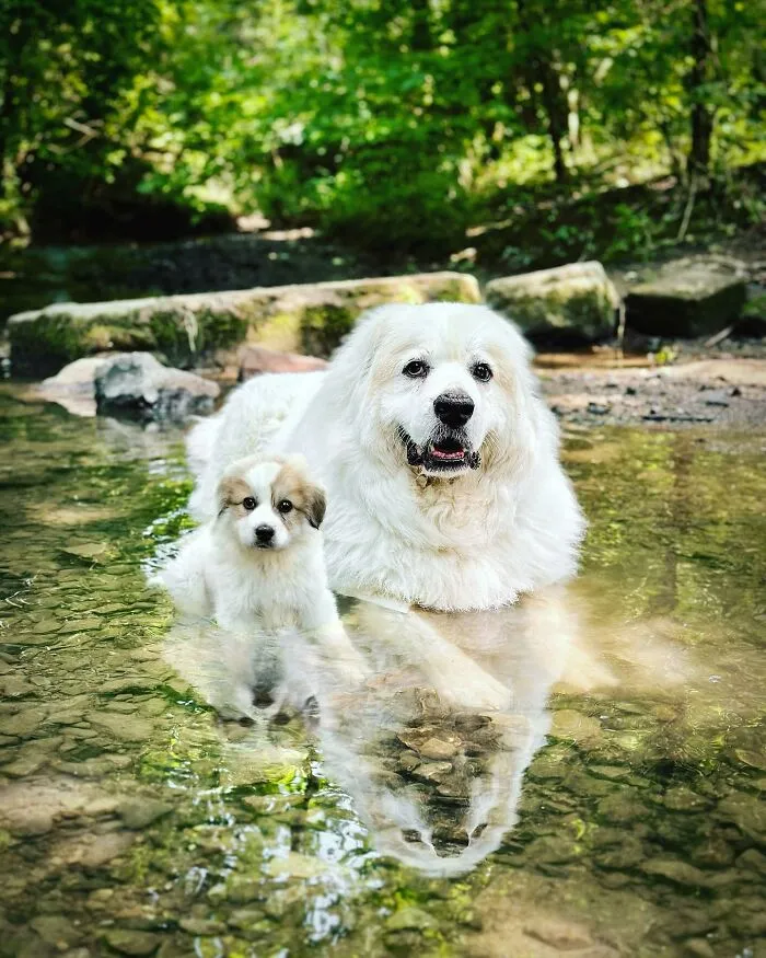 "Seeing Double Edits": 20 Animals Meet Their Puppy Selves In Adorable Photo Edits, By This Artist