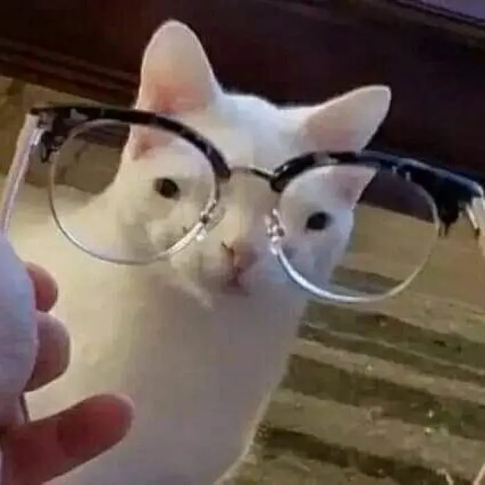 30 Times Cats Were Caught In Funny Situations