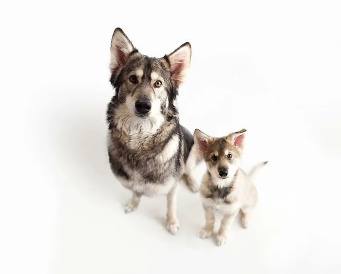 "Seeing Double Edits": 20 Animals Meet Their Puppy Selves In Adorable Photo Edits, By This Artist