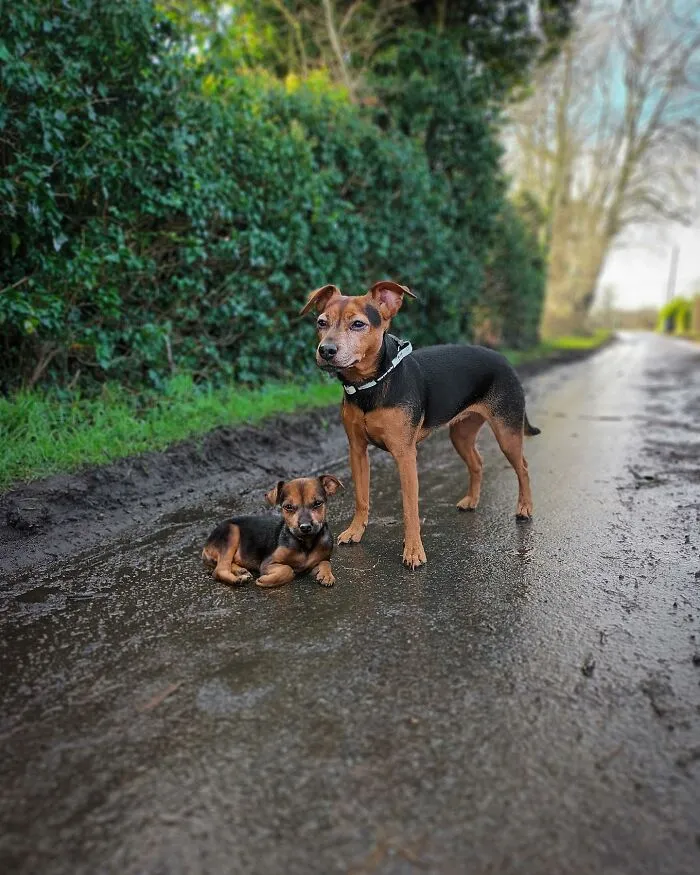 "Seeing Double Edits": 20 Animals Meet Their Puppy Selves In Adorable Photo Edits, By This Artist