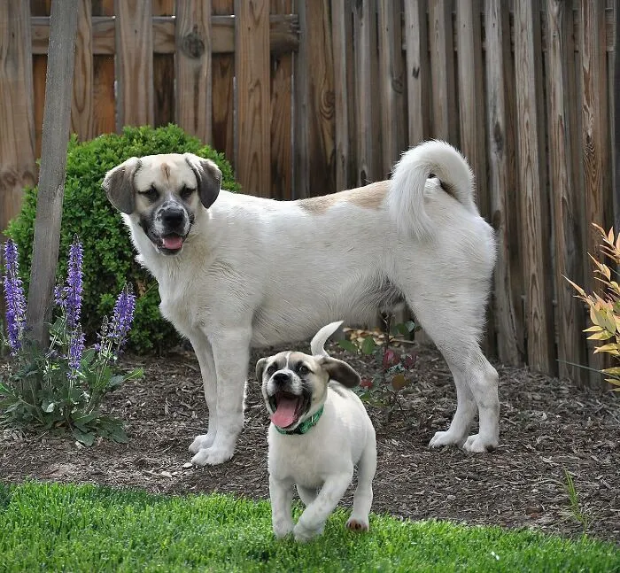 "Seeing Double Edits": 20 Animals Meet Their Puppy Selves In Adorable Photo Edits, By This Artist