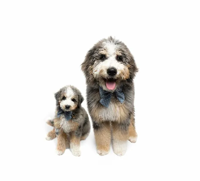 "Seeing Double Edits": 20 Animals Meet Their Puppy Selves In Adorable Photo Edits, By This Artist