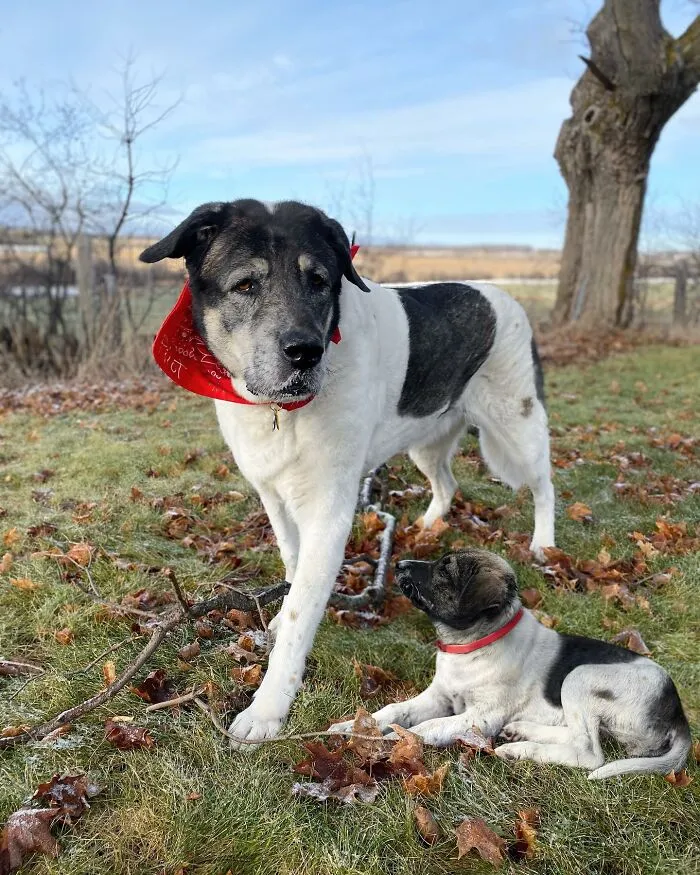 "Seeing Double Edits": 20 Animals Meet Their Puppy Selves In Adorable Photo Edits, By This Artist