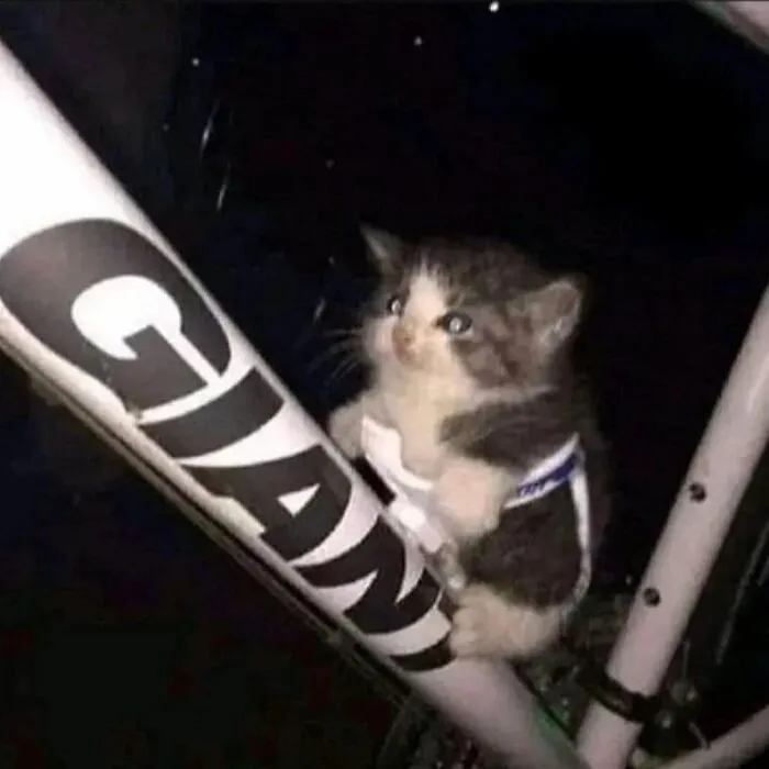 30 Times Cats Were Caught In Funny Situations