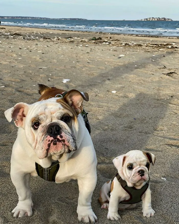 "Seeing Double Edits": 20 Animals Meet Their Puppy Selves In Adorable Photo Edits, By This Artist
