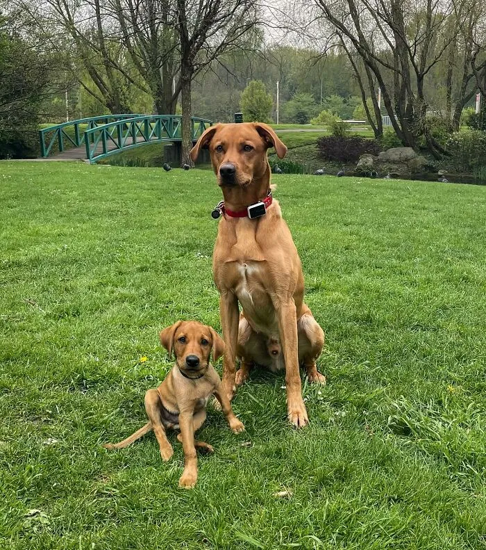 "Seeing Double Edits": 20 Animals Meet Their Puppy Selves In Adorable Photo Edits, By This Artist