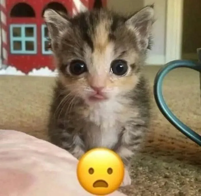 30 Times Cats Were Caught In Funny Situations