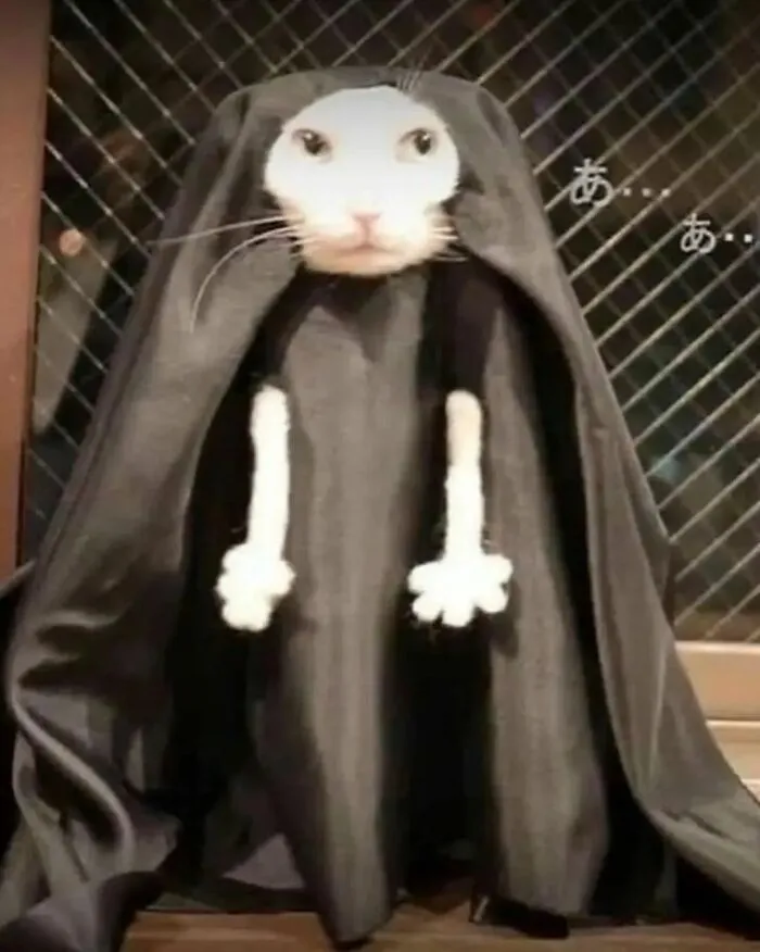 30 Times Cats Were Caught In Funny Situations