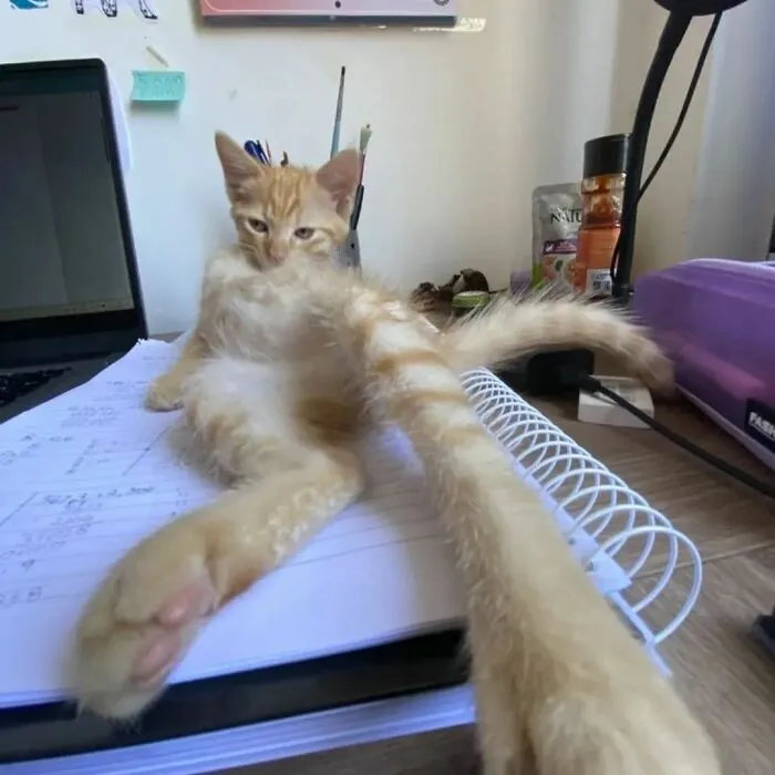 30 Times Cats Were Caught In Funny Situations