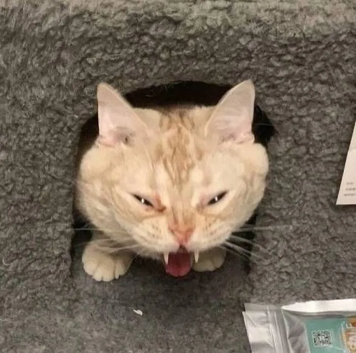 Pet Mischief On Camera: Photos Of Cats And Dogs Being Adorable