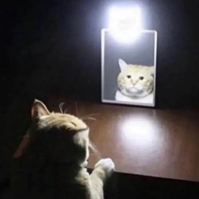30 Times Cats Were Caught In Funny Situations