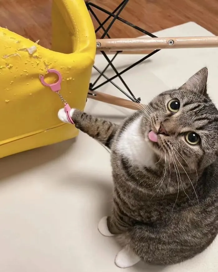 Pet Mischief On Camera: Photos Of Cats And Dogs Being Adorable
