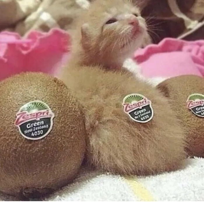 30 Hilariously Cute Images Of Cats And Dogs That Will Make Even The Grumpiest Person Smile