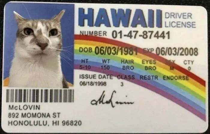 30 Times Cats Were Caught In Funny Situations