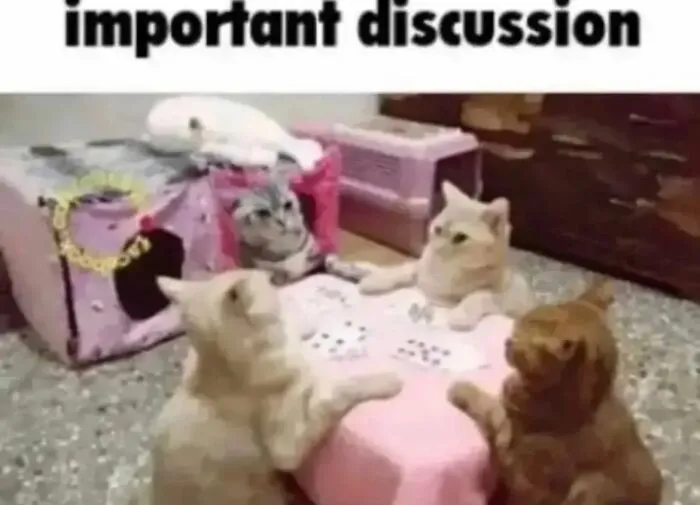 30 Times Cats Were Caught In Funny Situations