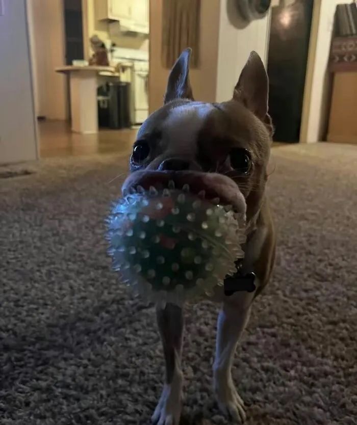 Pet Mischief On Camera: Photos Of Cats And Dogs Being Adorable
