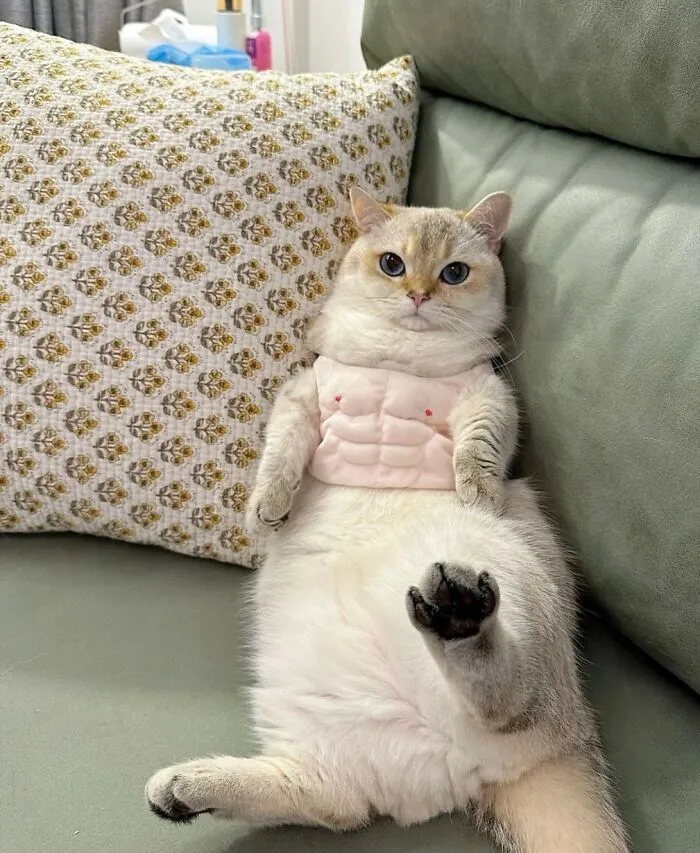 Pet Mischief On Camera: Photos Of Cats And Dogs Being Adorable