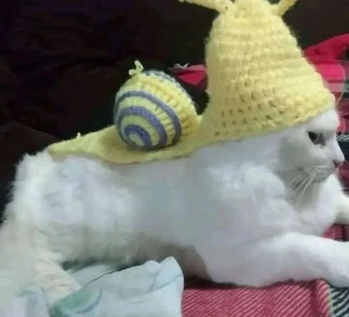 30 Times Cats Were Caught In Funny Situations