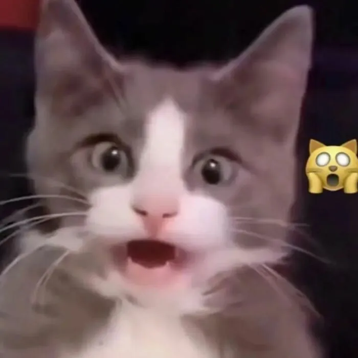 30 Times Cats Were Caught In Funny Situations
