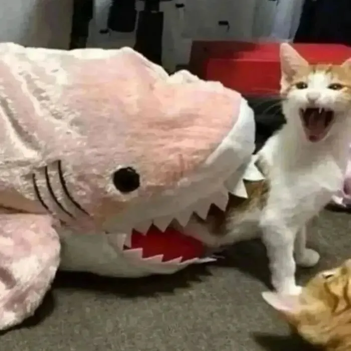 30 Times Cats Were Caught In Funny Situations