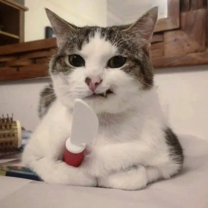 30 Times Cats Were Caught In Funny Situations