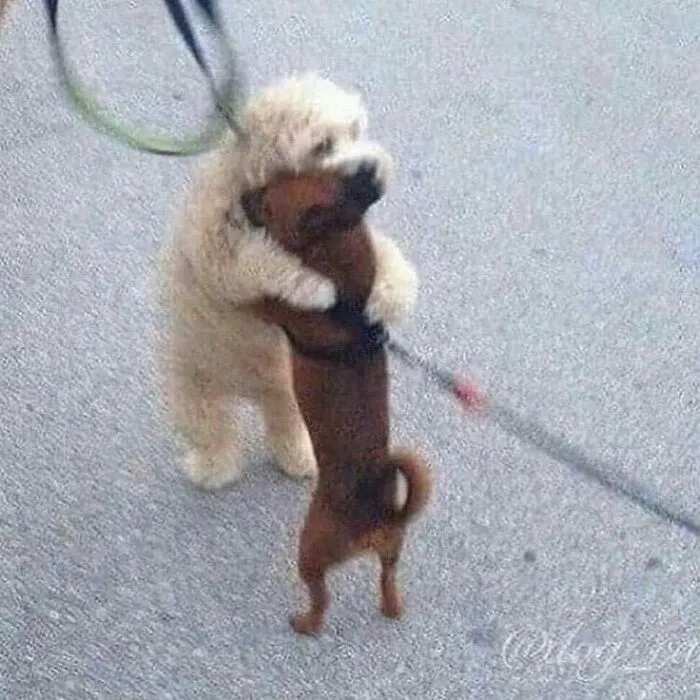 30 Hilariously Cute Images Of Cats And Dogs That Will Make Even The Grumpiest Person Smile