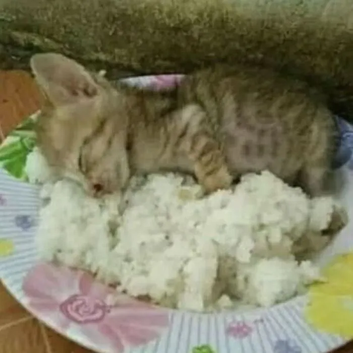 Pet Mischief On Camera: Photos Of Cats And Dogs Being Adorable