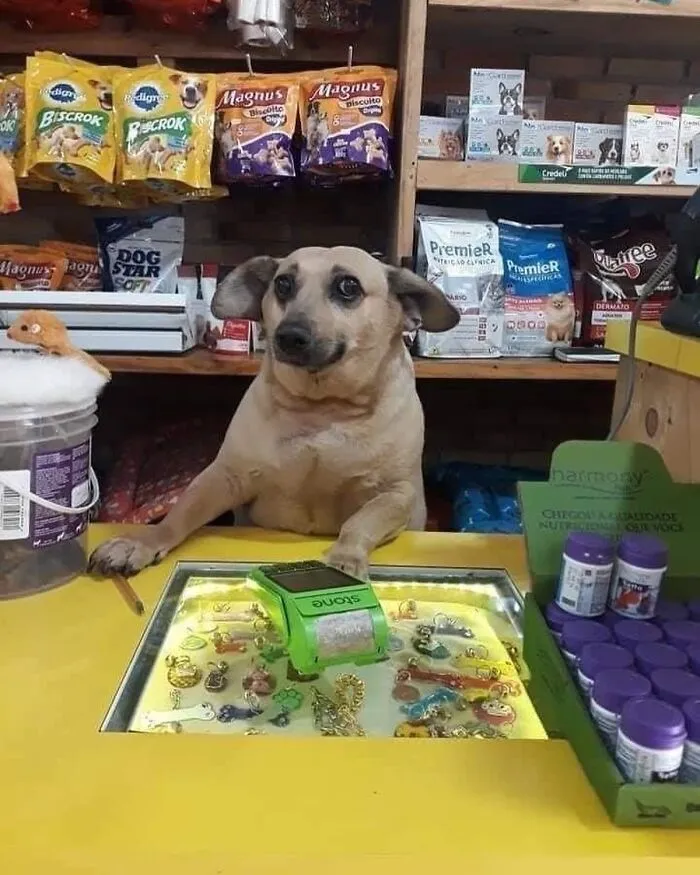 Pet Mischief On Camera: Photos Of Cats And Dogs Being Adorable