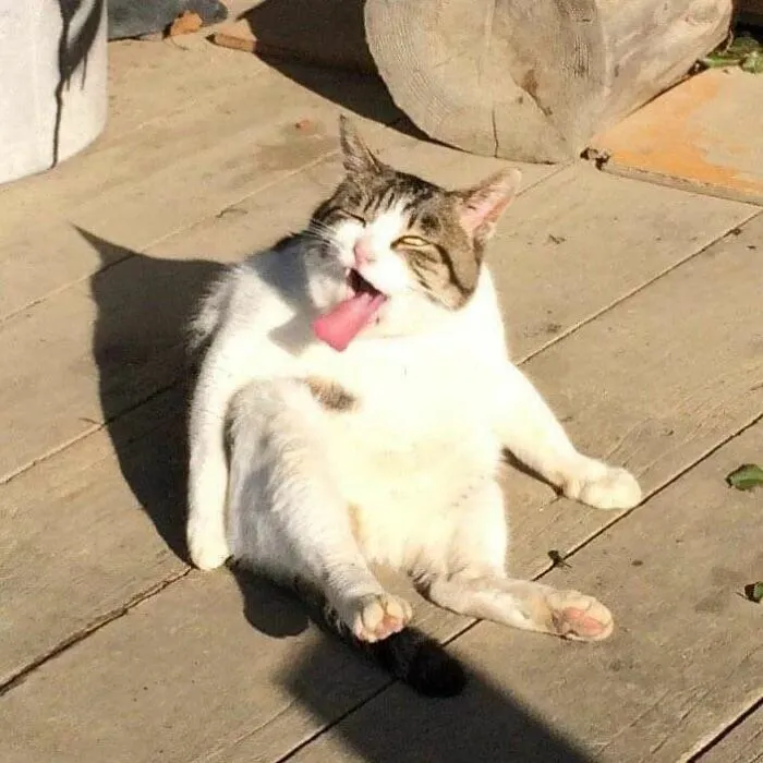 30 Times Cats Were Caught In Funny Situations