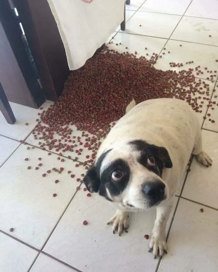 Pet Mischief On Camera: Photos Of Cats And Dogs Being Adorable
