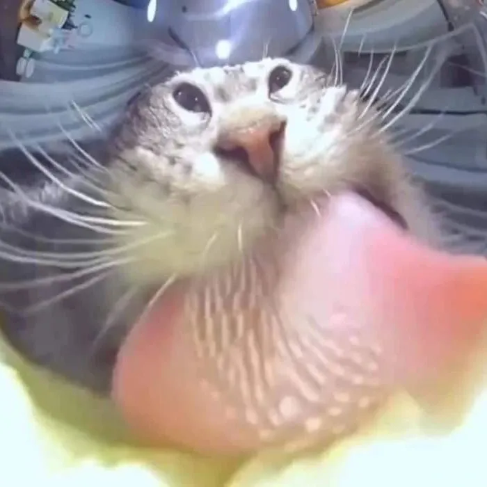 30 Times Cats Were Caught In Funny Situations