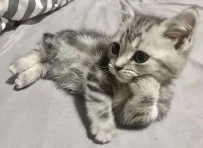 Pet Mischief On Camera: Photos Of Cats And Dogs Being Adorable