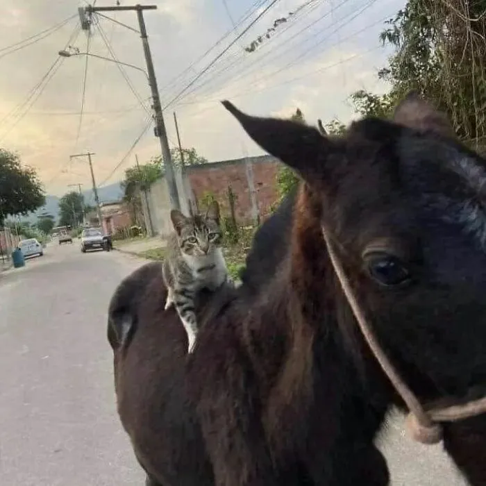 30 Times Cats Were Caught In Funny Situations