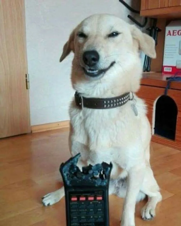 Pet Mischief On Camera: Photos Of Cats And Dogs Being Adorable