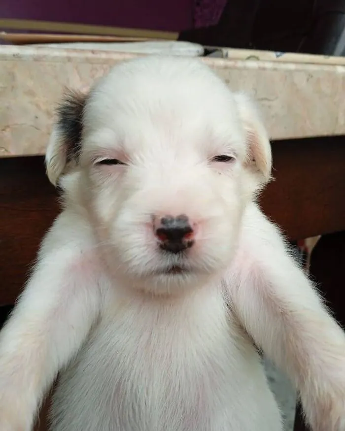 Pet Mischief On Camera: Photos Of Cats And Dogs Being Adorable
