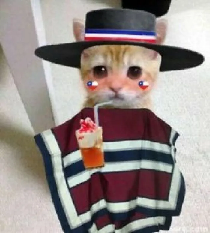 30 Times Cats Were Caught In Funny Situations