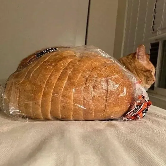 30 Times Cats Were Caught In Funny Situations