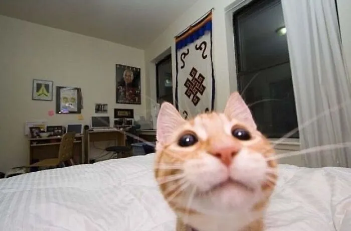 Pet Mischief On Camera: Photos Of Cats And Dogs Being Adorable